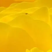 ここからの画像