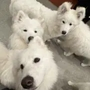 しんすっぺ