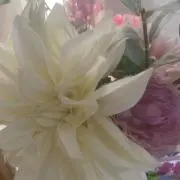 MYYRの画像