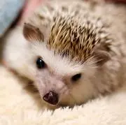 チヨ