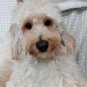 rico