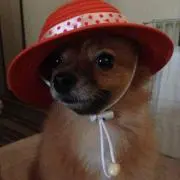 のぶこふ