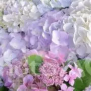 ゆうの画像