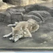 あかの画像