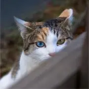 りゅう