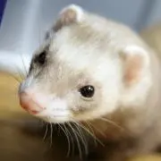 けーの画像