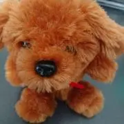 レオちゃんの画像