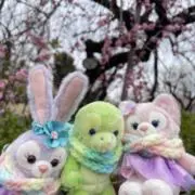 かめこの画像