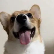 もも