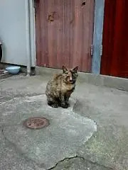 ブルーの画像