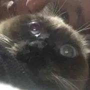 きのぴー
