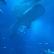 ekuboの画像