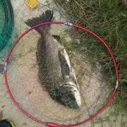 クマさん