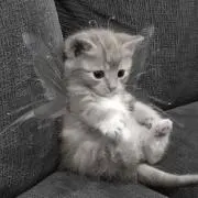 みの画像