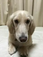 ころりんの画像