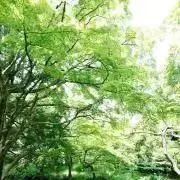 きいろいねこの画像