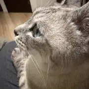 ラムネの画像