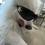 ayaの画像