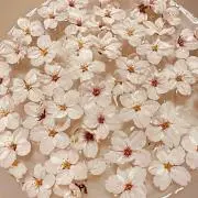 ゆ＊の画像