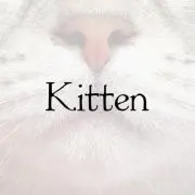 Kittenの画像