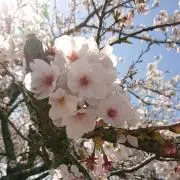 ナポリの画像