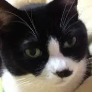 しめじ