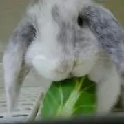 とこちゃん