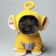 かーりー★の画像