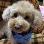 やまとの画像