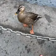 なんでも屋