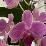 Aeiの画像