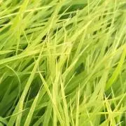 ぼんず