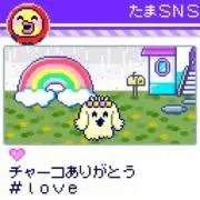 ちゃーこの画像