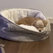 ニーナの画像