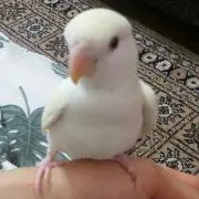 ことり