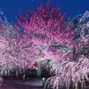 シナモンの画像