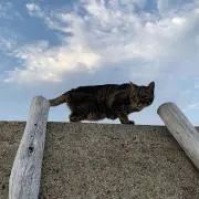 みゆの画像