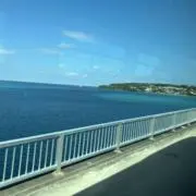 ダリアの画像