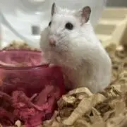 airiの画像