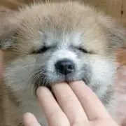 ミィの画像