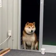 もーりー