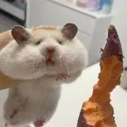 ぬんの画像