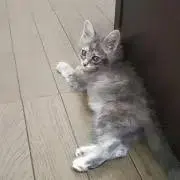 カナリヤ