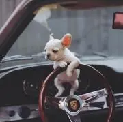 Cccccciの画像