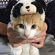よろず問屋の画像