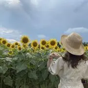 ひまわりの画像