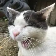 しおの画像