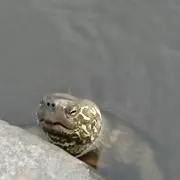 サガミの画像
