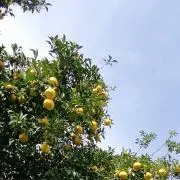 はなの画像