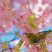 joshuaの画像